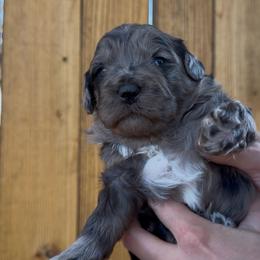 Sandy - Merle female Bernedoodle puppy in Fallon, Nevada from Wild Roots Doodles