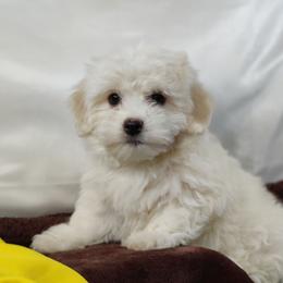 Gizmo - White male Coton de Tulear puppy in Westfield, North Carolina from Legacy Pets