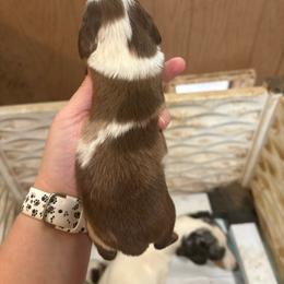Boy 2 - Chocolate Dachshund puppy in Mississippi from C & B Little Paws