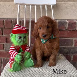 Mike Wazowski - Red  male Goldendoodle puppy in Herriman, Utah from Gypsi Doodles & Poodles LLC.