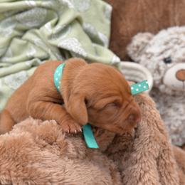 Miss Teal - Golden rust female Vizsla puppy in Lexington, Kentucky from Summit Vizsla (we can deliver to you)