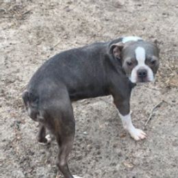 Boston Terriers and Pugs from D&S Kennels