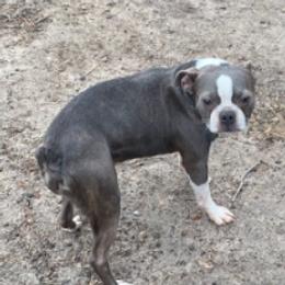 Boston Terriers and Pugs from D&S Kennels
