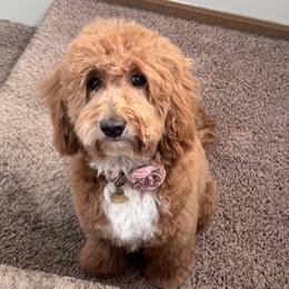 Nala - Goldendoodle