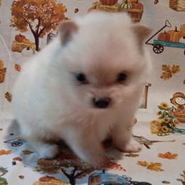 Snowball - White male Pomeranian puppy in Northport, Alabama from 007 Hamilton Pomeranians