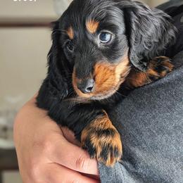 AKC Champion-bred Duke - Black and tan male Dachshund puppy in Danbury, New Hampshire from Maplewood Mountain Farm