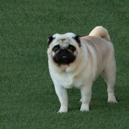 French Bulldog and Pug All Grown Up from FurEver Canine