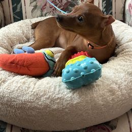 Samual - Red Miniature Pinscher puppy in Michigan from FreeSpirit Miniature Pinschers