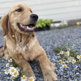 Golden Retrievers from Columbia Ridge Goldens