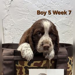 Boy 5 - Tri-Roan male English Springer Spaniel puppy in Lakeland, Georgia from A&N Hobby Farm