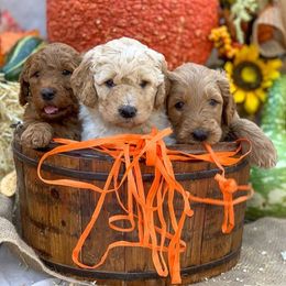 Goldendoodle Puppies from OCGoldendoodles