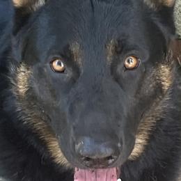 German Shepherds from East Texas GSD