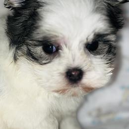 Biewer Terrier, Morkie, and Yorkshire Terrier Puppies from Blue Ridge Mountain PuppiesTM️