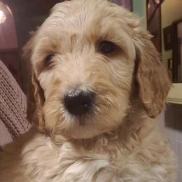 Bernedoodles, Labradoodles, and Poodles from Painted Doodles and Poodles LLC
