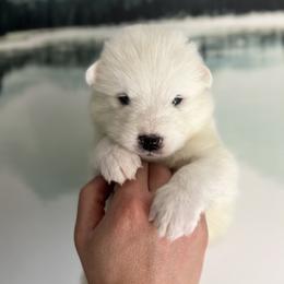 Samoyed Puppies from Sugar Sweet Samoyeds