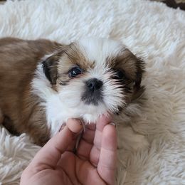 Shih Tzus from Monica's Den of Little Lions