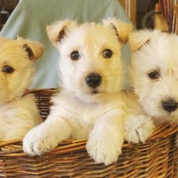 Scottish Terriers from McCulley's Battle Born Scotties