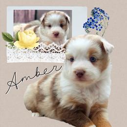 Amber - Red merle female Miniature Australian Shepherd puppy in Artois, California from Aloe Aussies