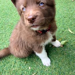 Adam (Red Collar) - Red and white male Siberian Husky puppy in Warwick, Rhode Island from Young Orchard Siberians