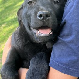 Boy 1 - Labrador Retriever puppy in California from KS Labradors