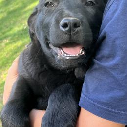 Boy 1 - Labrador Retriever puppy in California from KS Labradors