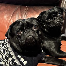 Pugs from Sweet Potato Pugs