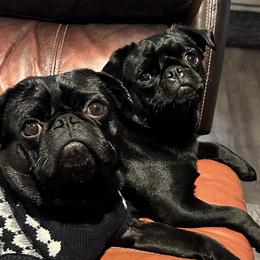 Pugs from Sweet Potato Pugs