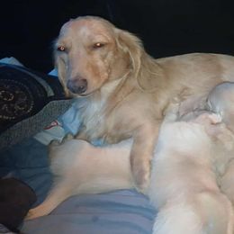 Dachshund Puppies from Atlasta Dachshunds