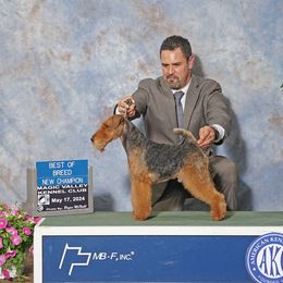Zeke - Welsh Terrier
