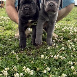 Cane Corso Puppies from Classic Jayx