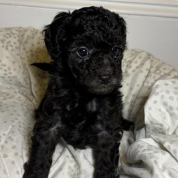 Nelly - Black female Cavapoo puppy in Fayetteville, North Carolina from Carolina Cavapoos