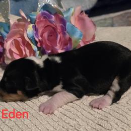 Eden - Black tan and white female Rat Terrier puppy in Divide, Colorado from Outlaw Farm and Kennel