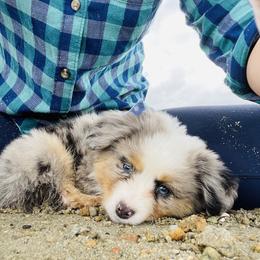 Miniature Australian Shepherd Puppies from True Spirited Aussies