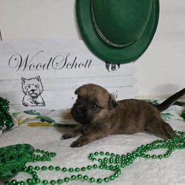Miss Pink - Red brindle female Cairn Terrier puppy in Savannah, Missouri from WoodSchott Cairn Terriers