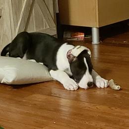 Great Dane Puppies from HCC Great Danes