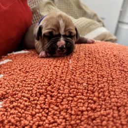 Dark blue - Fawn female Boxer puppy in Denver, Colorado from Yuni’s AKC Boxers