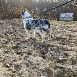 Miniature Australian Shepherd All Grown Up from Lucy Jeans Miniature Australian Shepherds