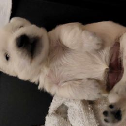 West Highland White Terrier Puppies from Pleasant Prairie Farms