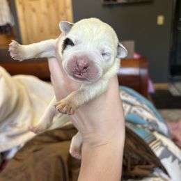 Goose - Red speckled Australian Cattle Dog puppy in Ellensburg, Washington from Boondock Bandits