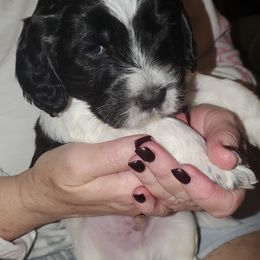 Cockapoo and Poodle Puppies from FurEver Young Kennels