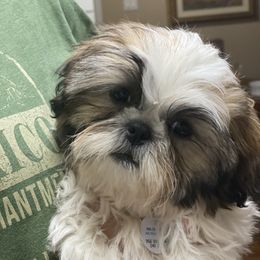 Shih Tzu Puppies from Willow Lane Shih Tzus