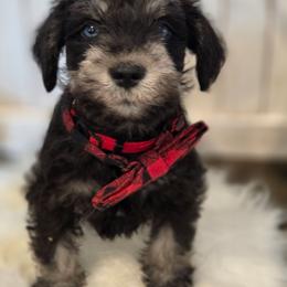 Thor - Salt and pepper male Miniature Schnauzer puppy in Rosemount, Minnesota from Weiland's Ruby