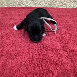 Petal - Black female Miniature Schnauzer puppy in Comanche, Texas from Circle R Sidney