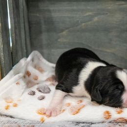 Miniature American Shepherd Puppies from Kubes Mini Aussies