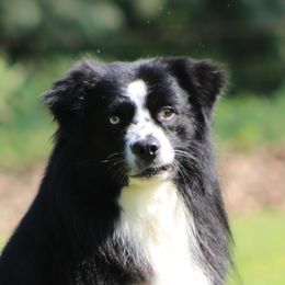 Rip - Miniature Australian Shepherd