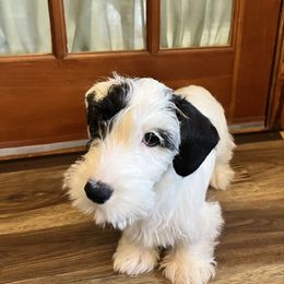 Black badger girl - White and badger female Sealyham Terrier puppy in Holden, Missouri from Thistle and Rock Sealyham Terriers