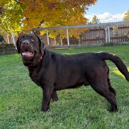 Chip - Labrador Retriever