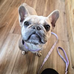 Baela - Blue fawn female French Bulldog puppy in Wilkes County, North Carolina from Carolina High Country Frenchies