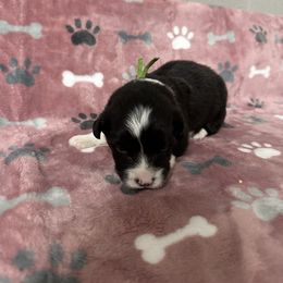 Amber - Black and white female American Corgi puppy in Hico, Texas from Chisholm Trail Kennels