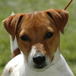 Jack Russell Terriers and Parson Russell Terriers from Wendover Terriers